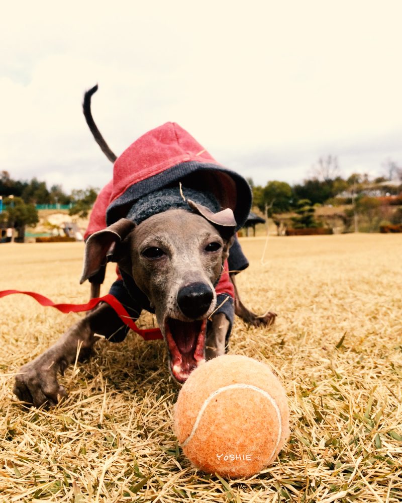 ガブッ！ガブッ！ガブッ！ガブッ！ガブッ！おーい！