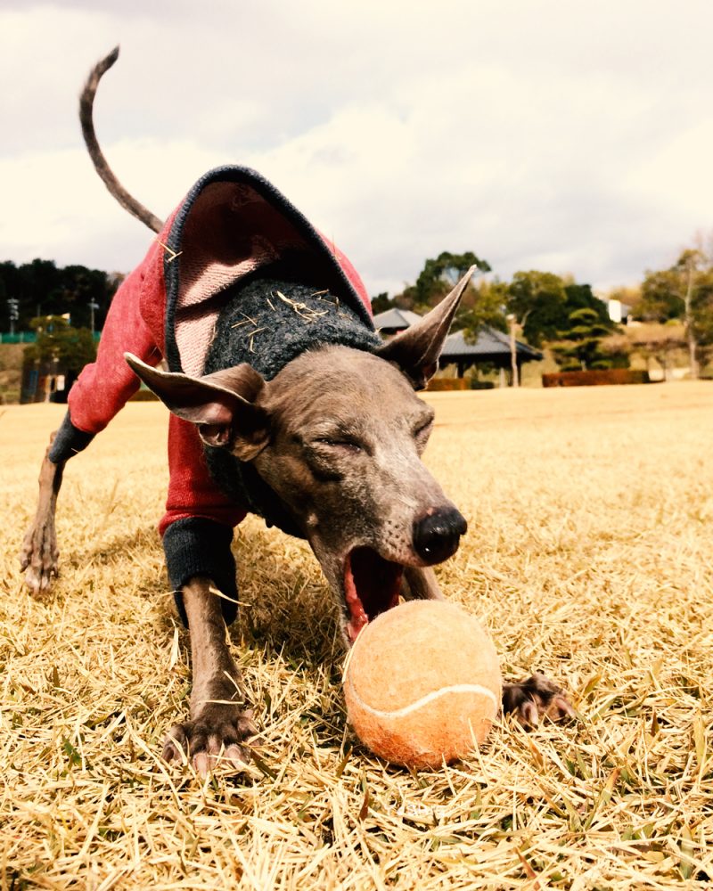 ガブッ！ガブッ！ガブッ！ガブッ！ガブッ！おーい！