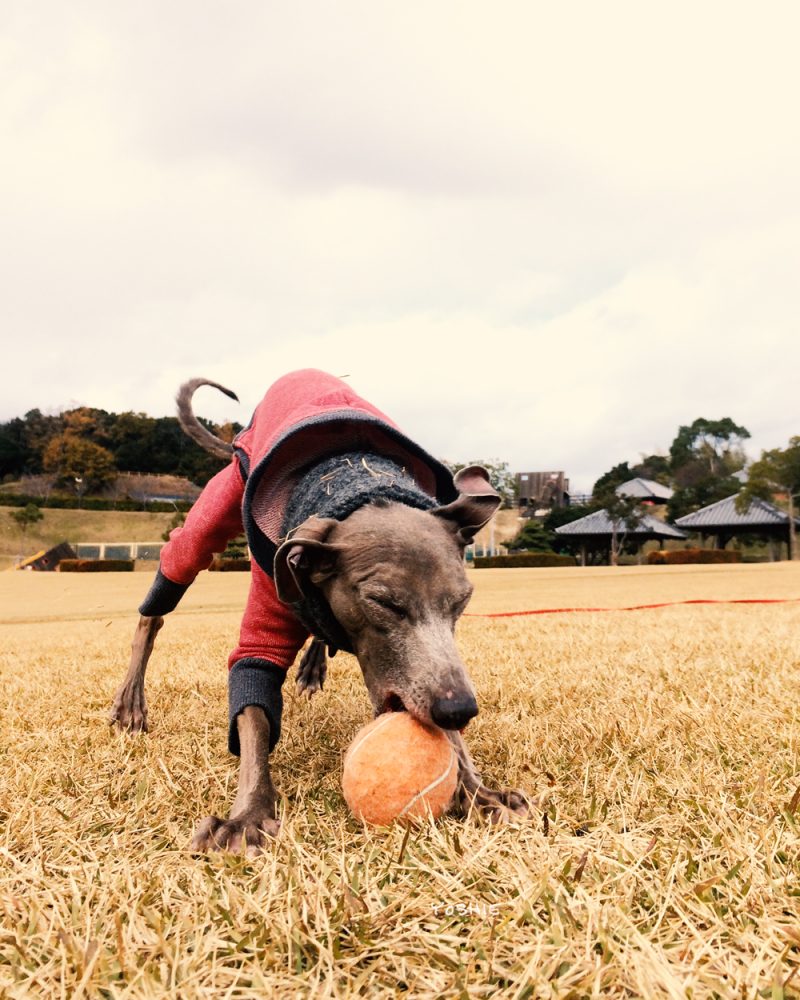 ガブッ！ガブッ！ガブッ！ガブッ！ガブッ！おーい！