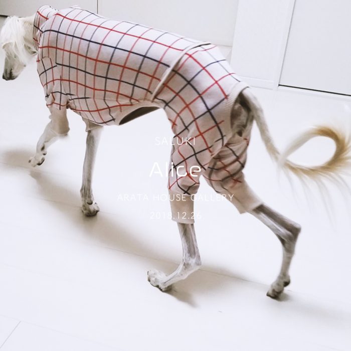 とてもスレンダーなサルーキの女の子に着心地いい服を作ってあげたい