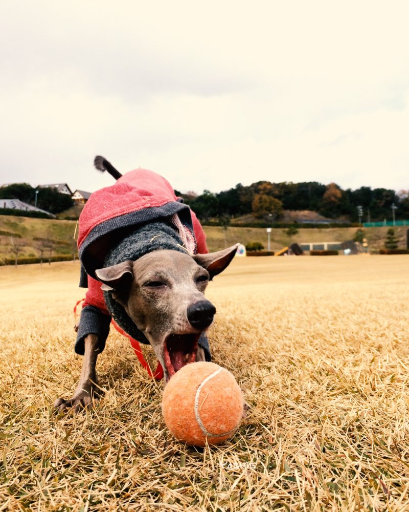 ガブッ！ガブッ！ガブッ！ガブッ！ガブッ！おーい！