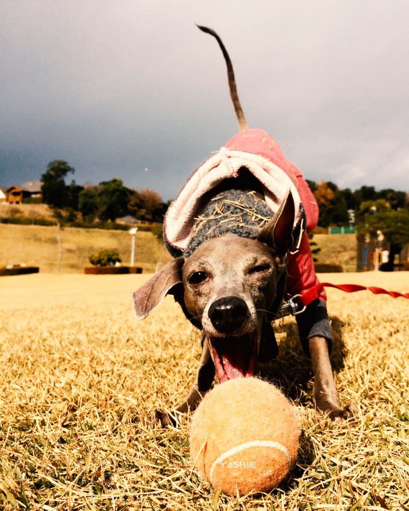 ガブッ！ガブッ！ガブッ！ガブッ！ガブッ！おーい！