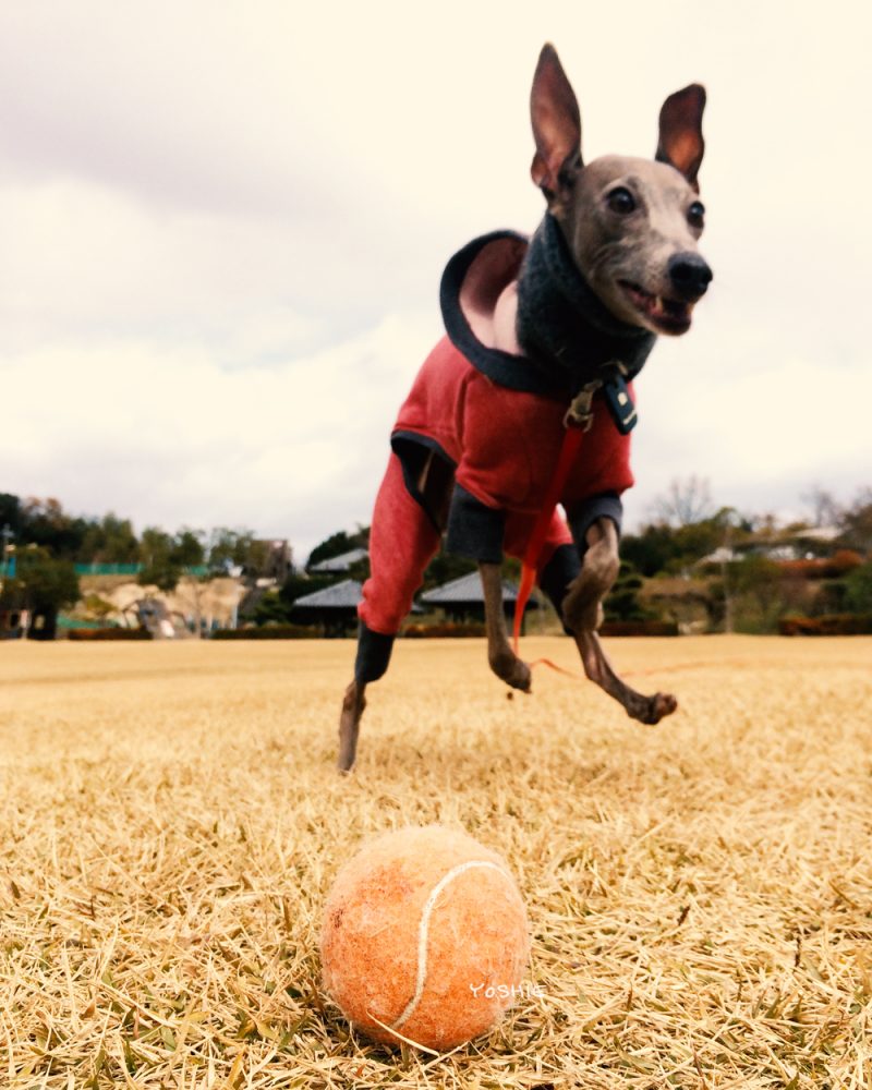 ガブッ！ガブッ！ガブッ！ガブッ！ガブッ！おーい！