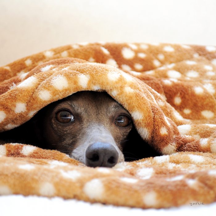 年末年始の商品発送、お休みに関して｜2018−2019