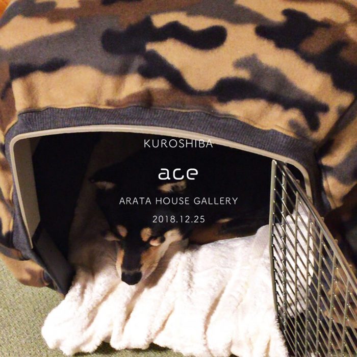 自宅と仕事場用のクレートカバー|バリケンネルカバー:黒柴の気持ちよさそうな表情