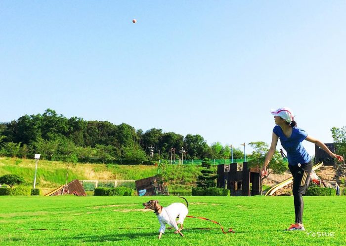 犬服屋の始め方:お店をしながら愛犬と一緒に暮らすお手伝いをします