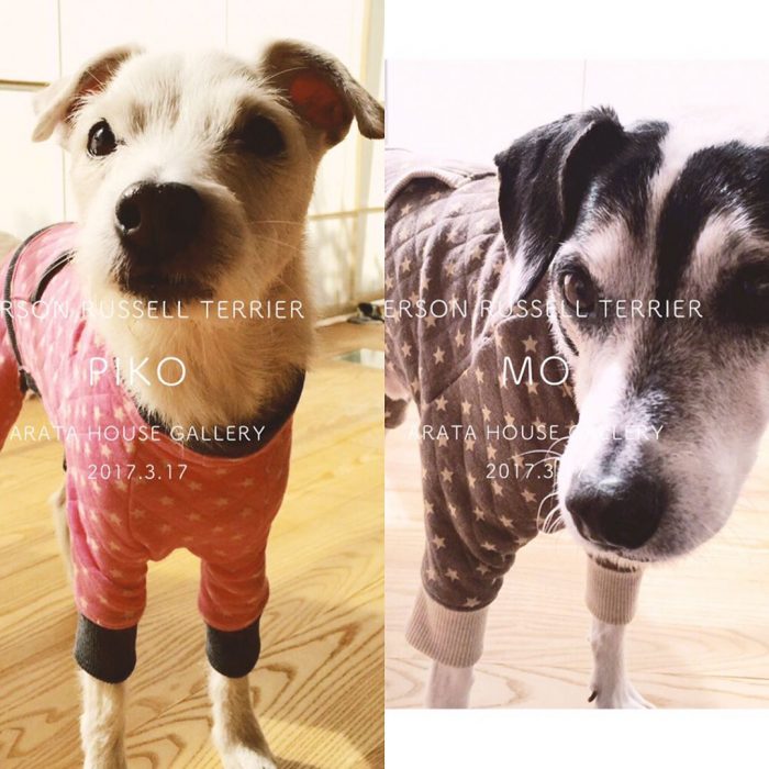 大好きなモー爺が旅だった。悲しみと幸せを文章に込めて。