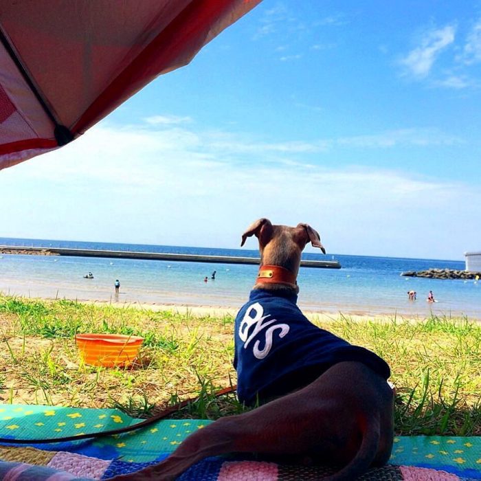 犬服屋の始め方:お店をしながら愛犬と一緒に暮らすお手伝いをします