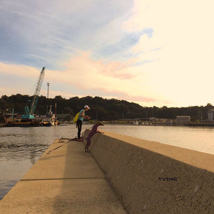 犬服屋の始め方:お店をしながら愛犬と一緒に暮らすお手伝いをします