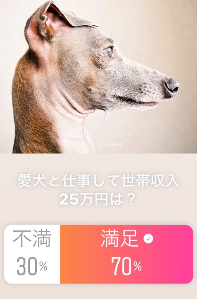 犬服屋の始め方:お店をしながら愛犬と一緒に暮らすお手伝いをします