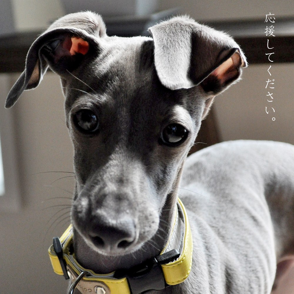 ARATA HOUSEの活動を応援する