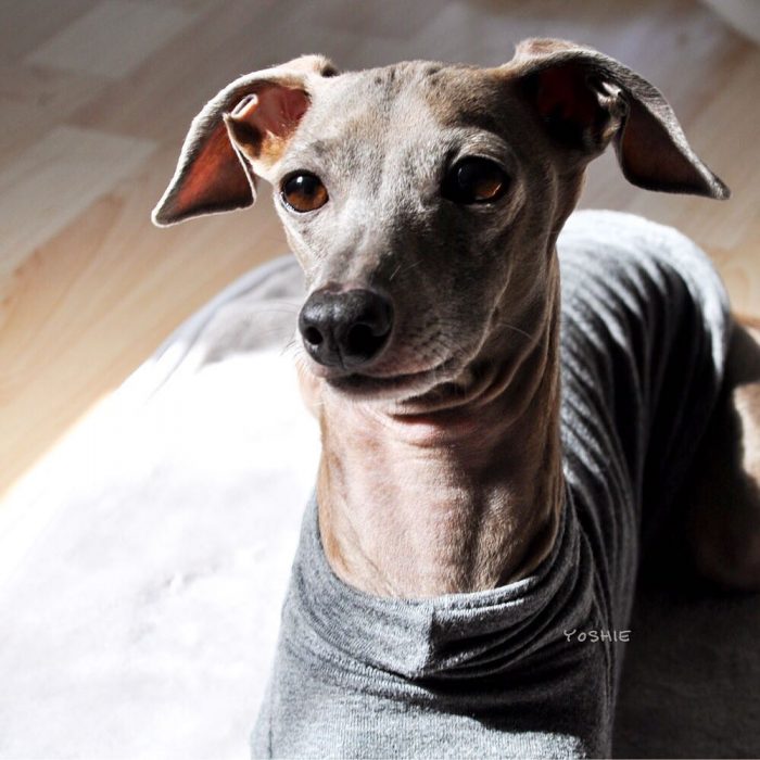 ひなたぼっこ｜イタグレBuono!ことItalian Greyhound Buono!だよ