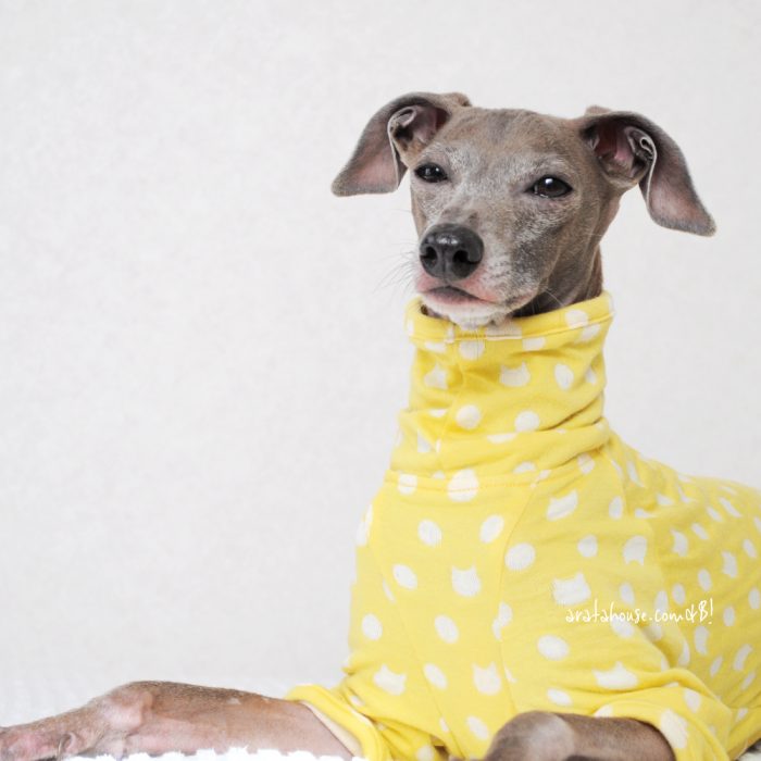 イタグレの寒い季節の体調管理は肌触りと通気性が良い犬服がオススメ