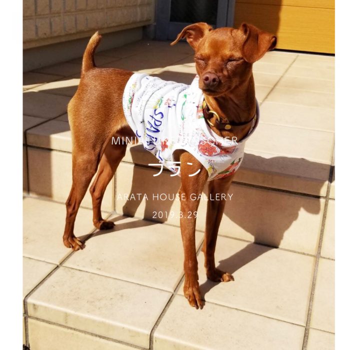 ミニピンの犬服作り：かわいいブランが楽しむ姿と飼い主さんの笑顔