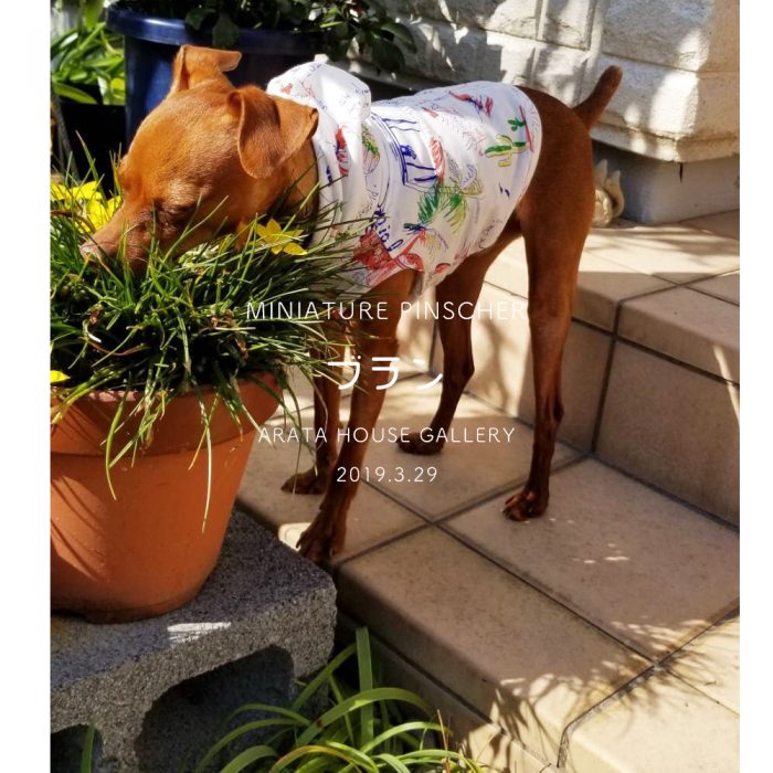 ミニピンの犬服作り：かわいいブランが楽しむ姿と飼い主さんの笑顔