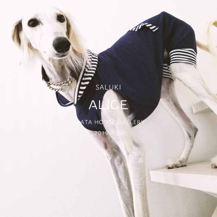 美人サルーキの着こなしが素敵すぎる。Buono!も同じお洋服作りたい。