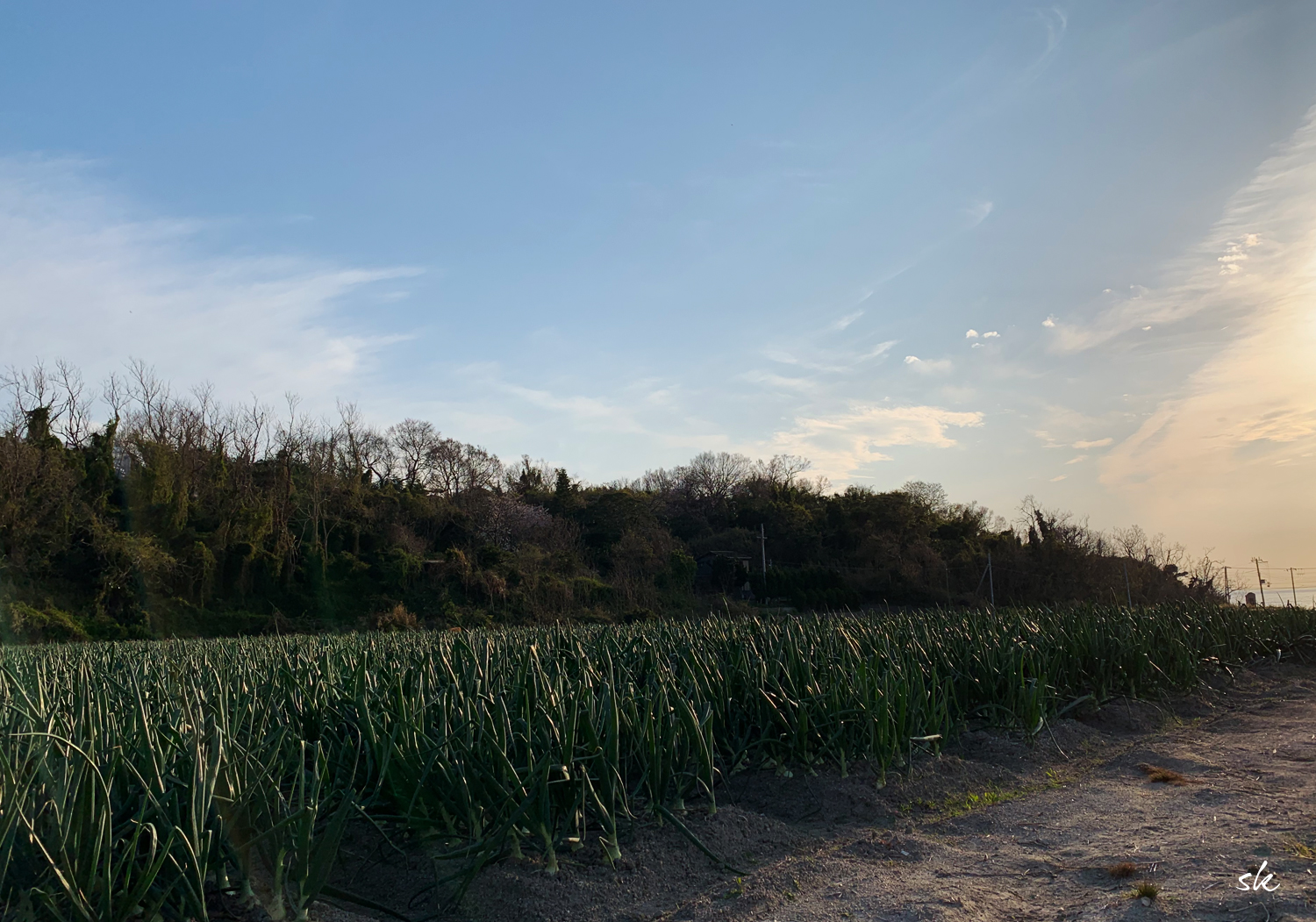 淡路島は玉ねぎの収穫の季節です