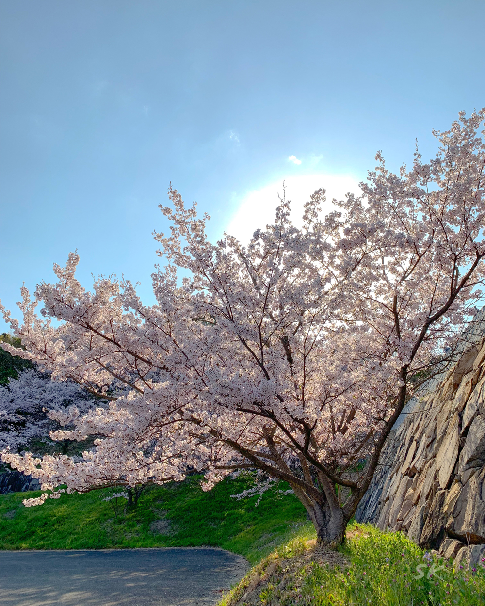 軽トラに乗る農家のお婆ちゃんに教えてもらった淡路島の桜の名所