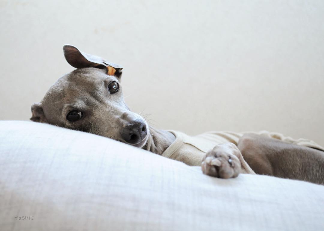 Buono!のいちにち