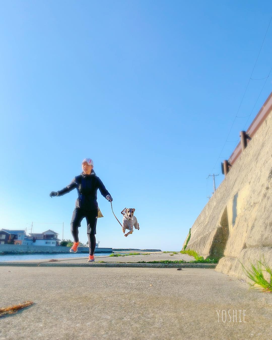 ぴょんぴょんピョーン