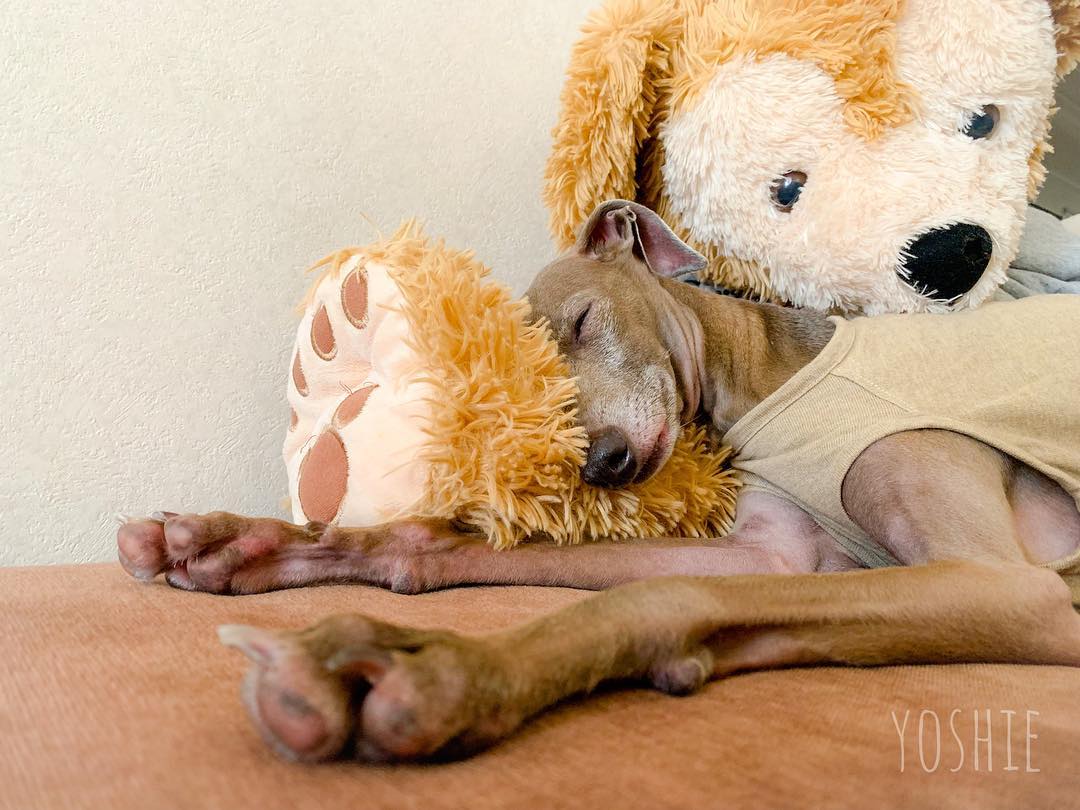 ダッフィーを枕に寝る