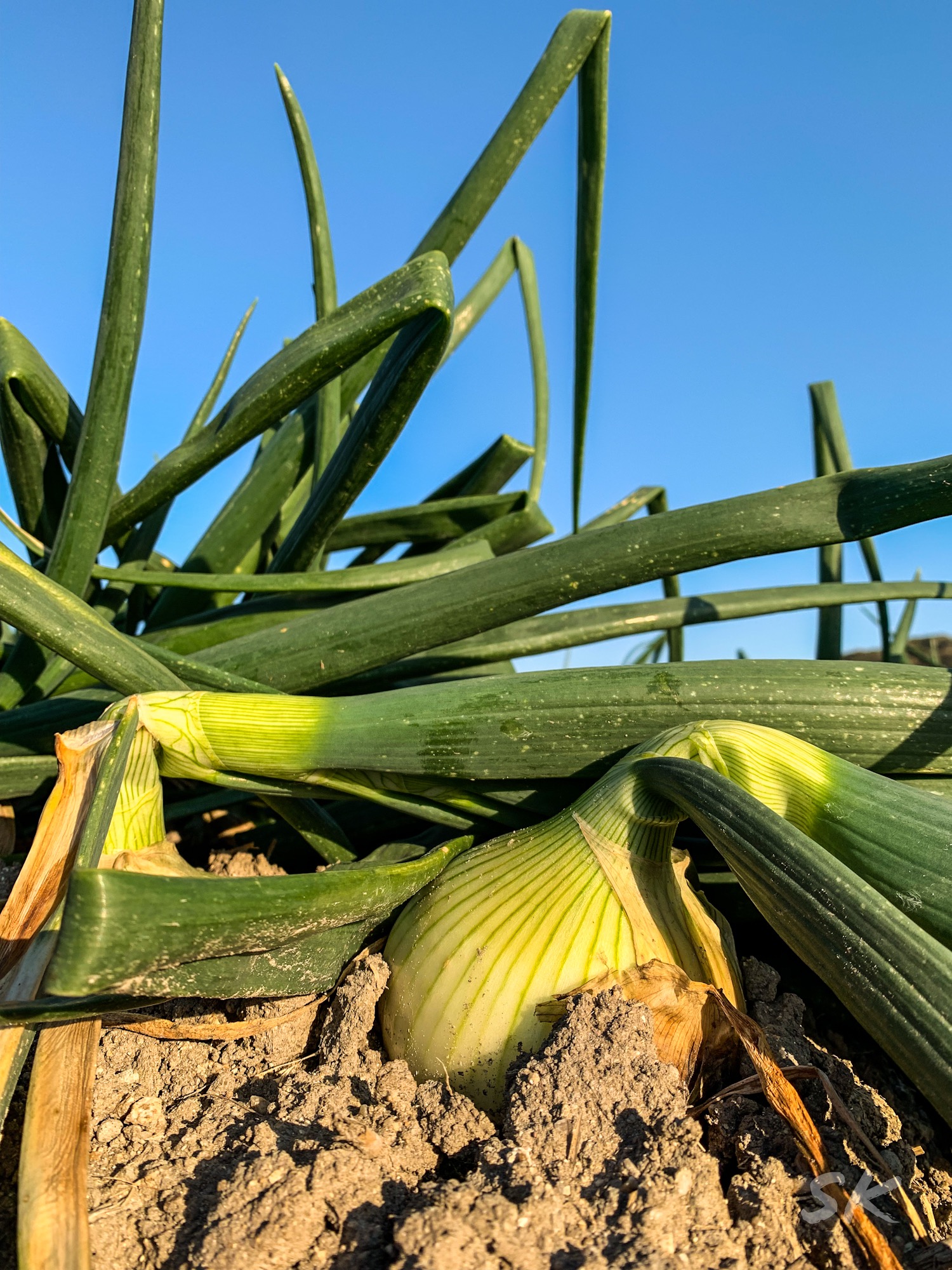 玉ねぎが美味しい季節