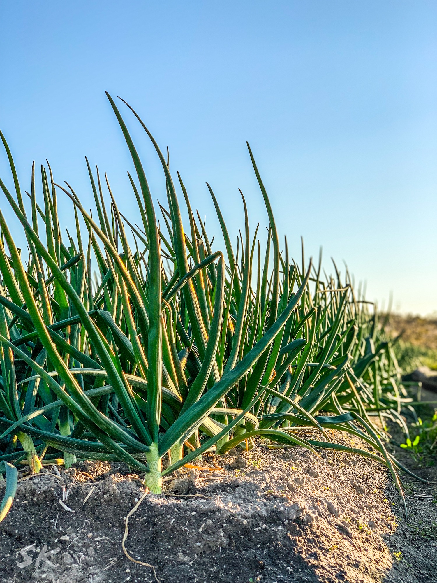 玉ねぎが美味しい季節