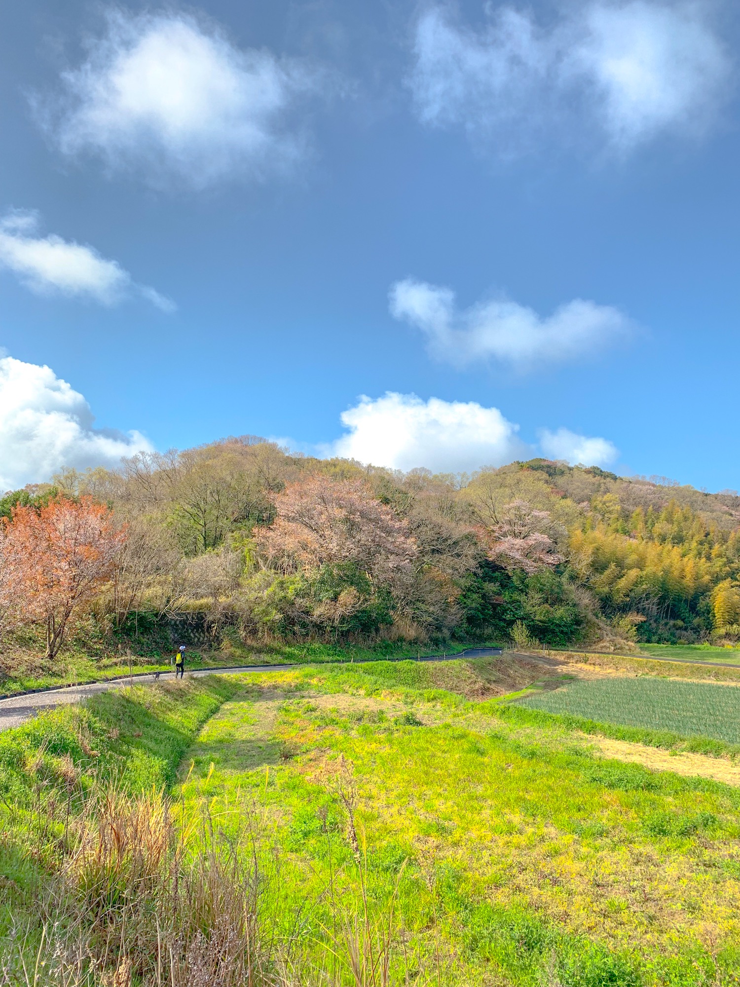 淡路島の山道を散歩すると、小鳥の鳴き声が聞こえてくる。