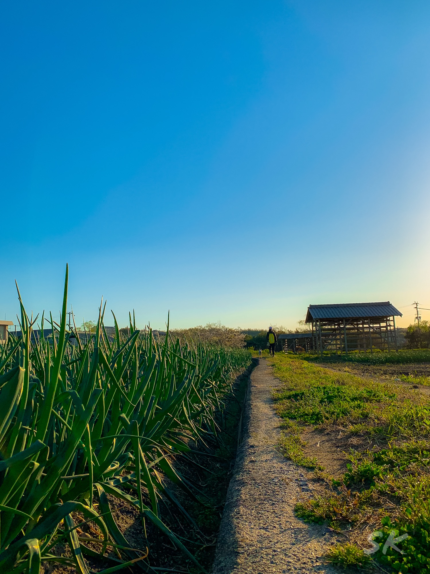 玉ねぎが美味しい季節