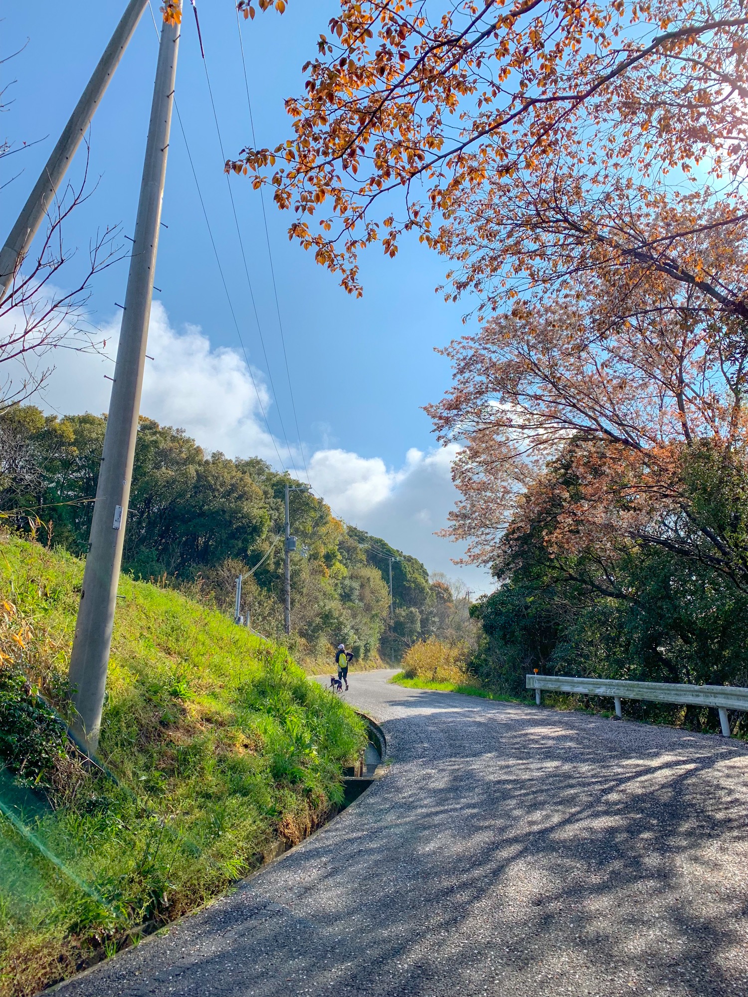 淡路島の山道を散歩すると、小鳥の鳴き声が聞こえてくる。