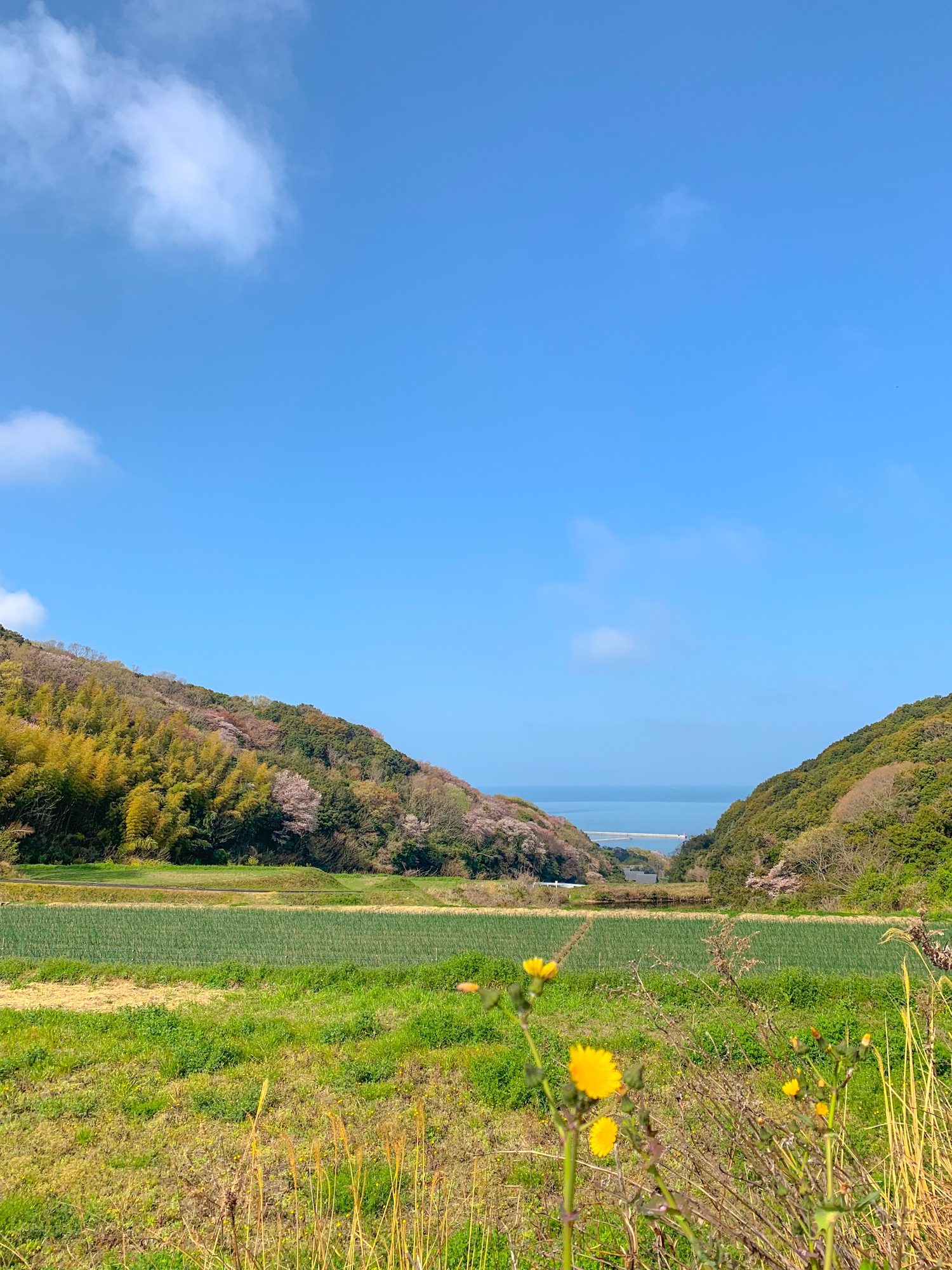淡路島の山道を散歩すると、小鳥の鳴き声が聞こえてくる。