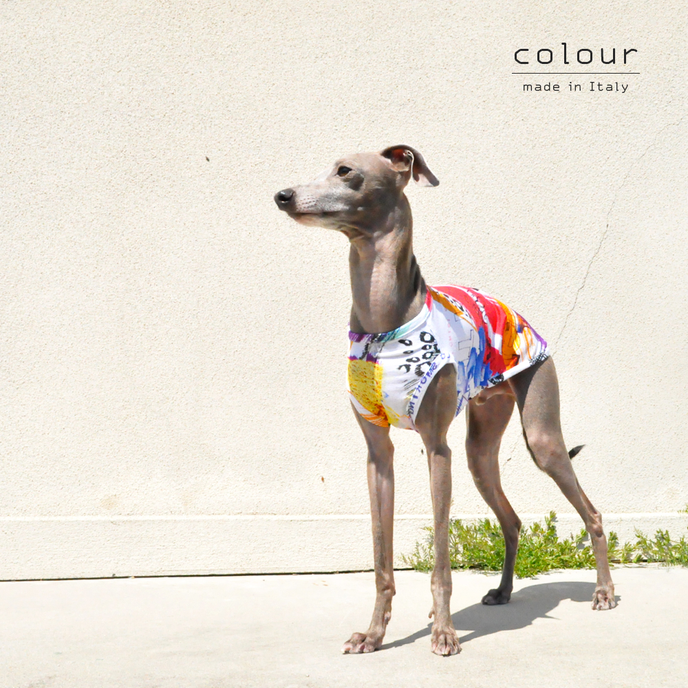 犬服|colour|上質なイタリア製舶来プリントニット|選べる4タイプ×2カラー(Red/Blue)