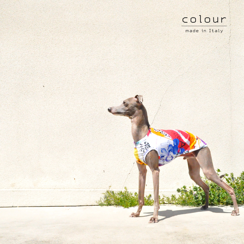 犬服|colour|上質なイタリア製舶来プリントニット|選べる4タイプ×2カラー(Red/Blue)