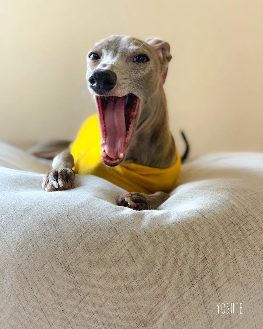 朝は大あくび。