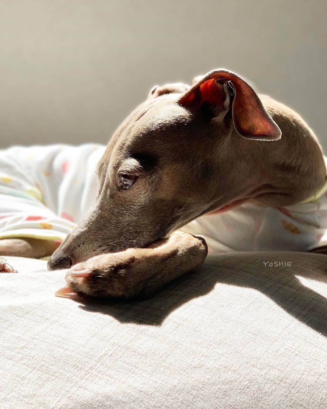 瞳がキラキラ。