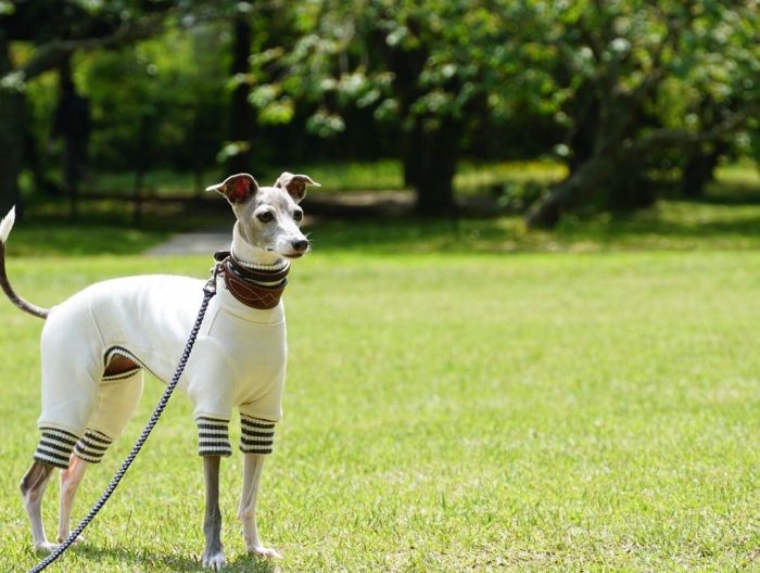 快適に暮らせるよにイタグレ服の太ももと脚首の調整をお願いしました