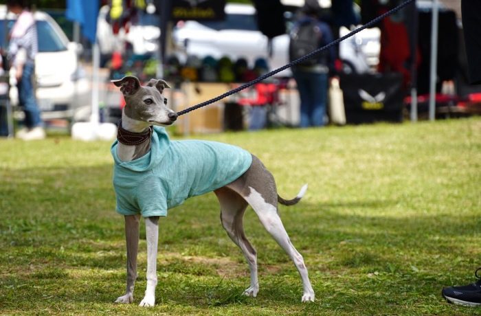 冷房が効いた室内や直射日光から身を守るのに何度も着せたいイタグレ服