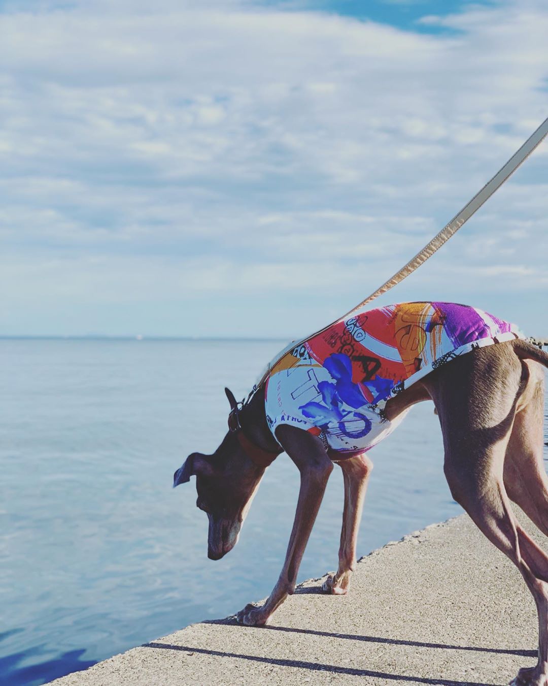 淡路島でイタグレと暮らす夫婦の朝