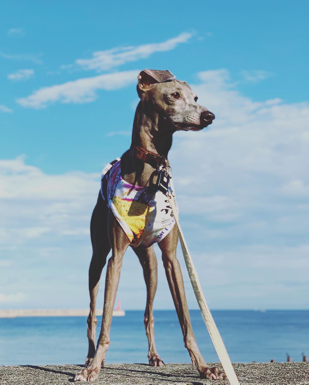淡路島でイタグレと暮らす夫婦の朝
