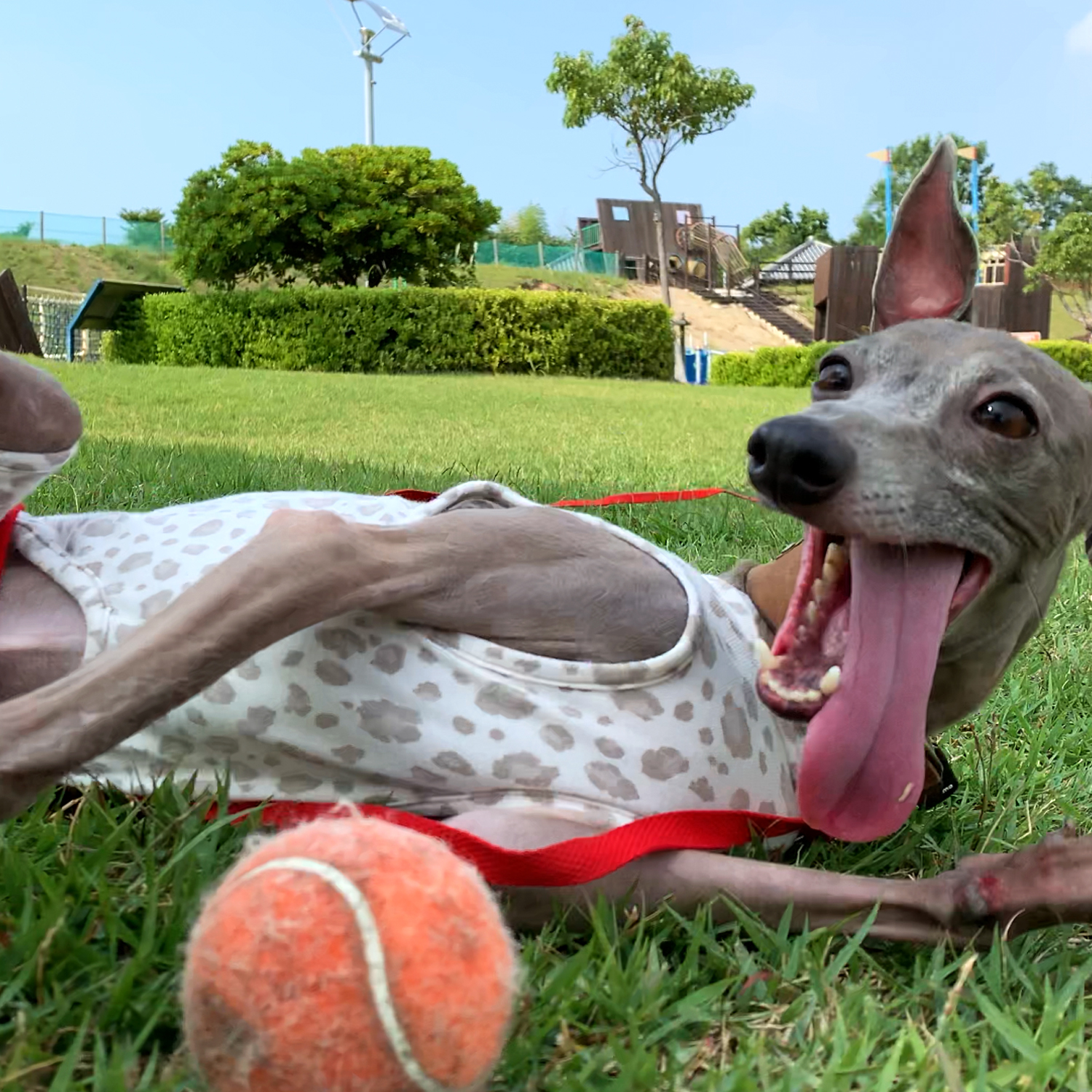 長い舌マックス