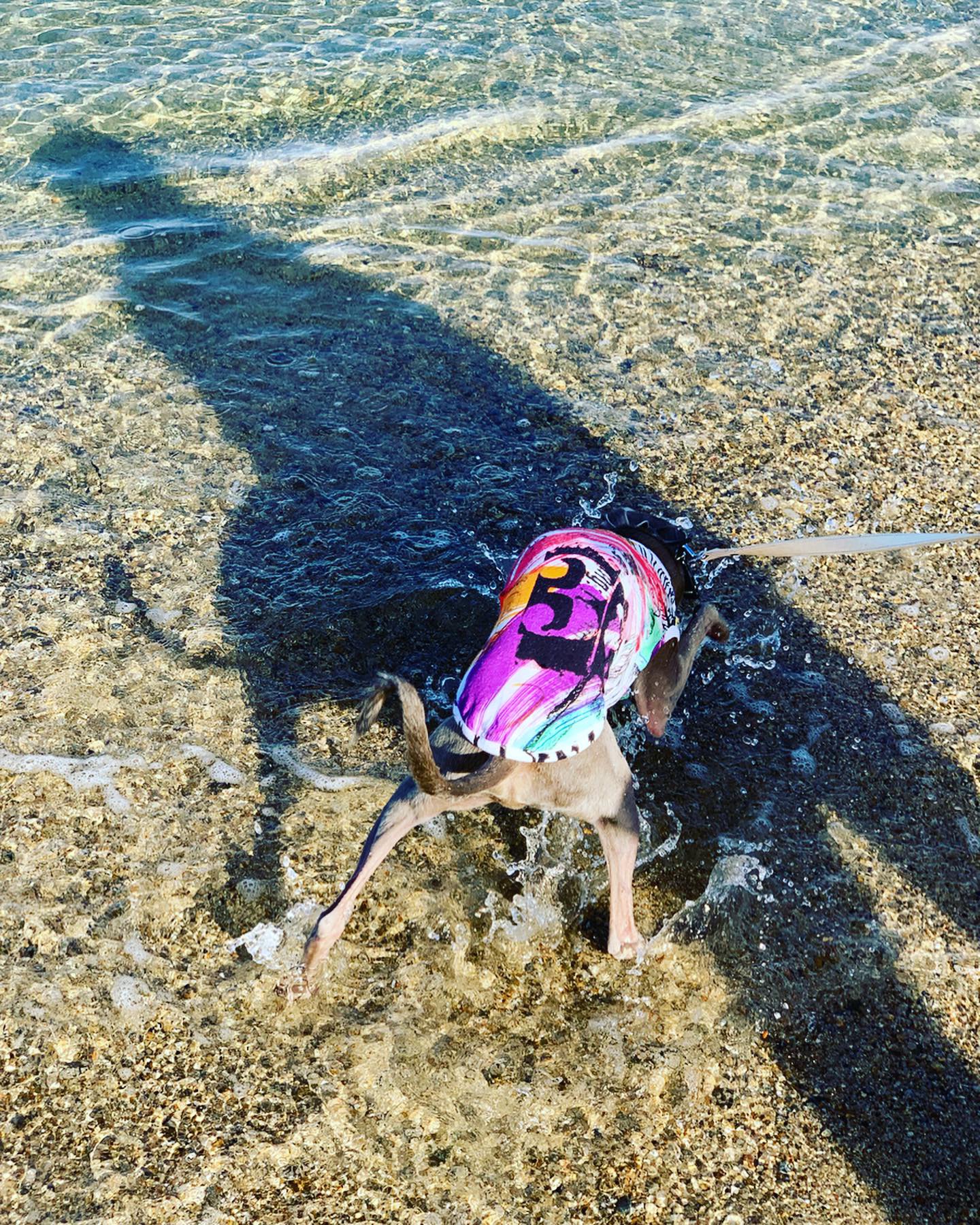 淡路島でイタグレと暮らす夫婦の朝