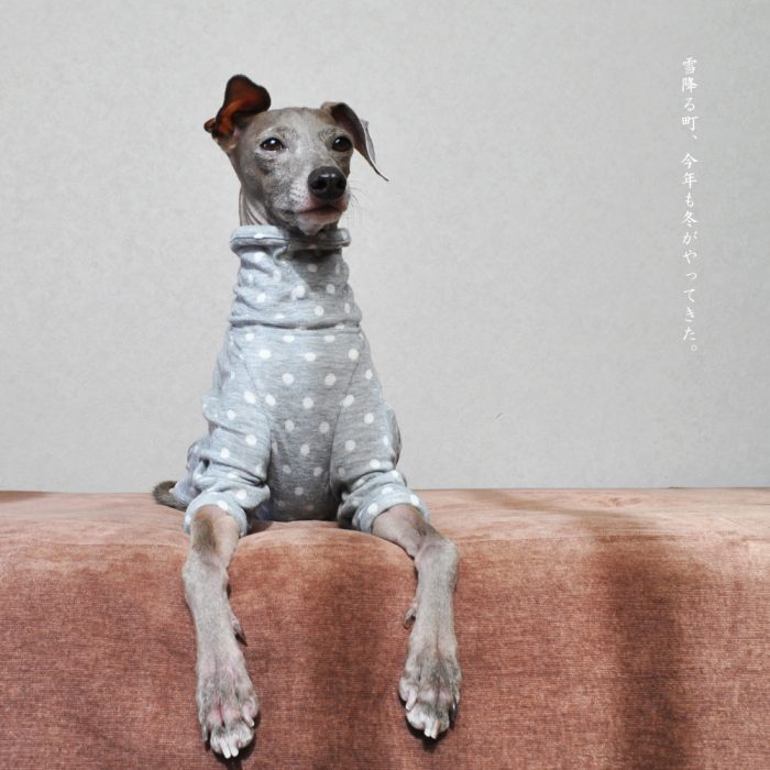 イタグレ服をオーダー、丁寧に写真を見てサイズを教えてくれました。