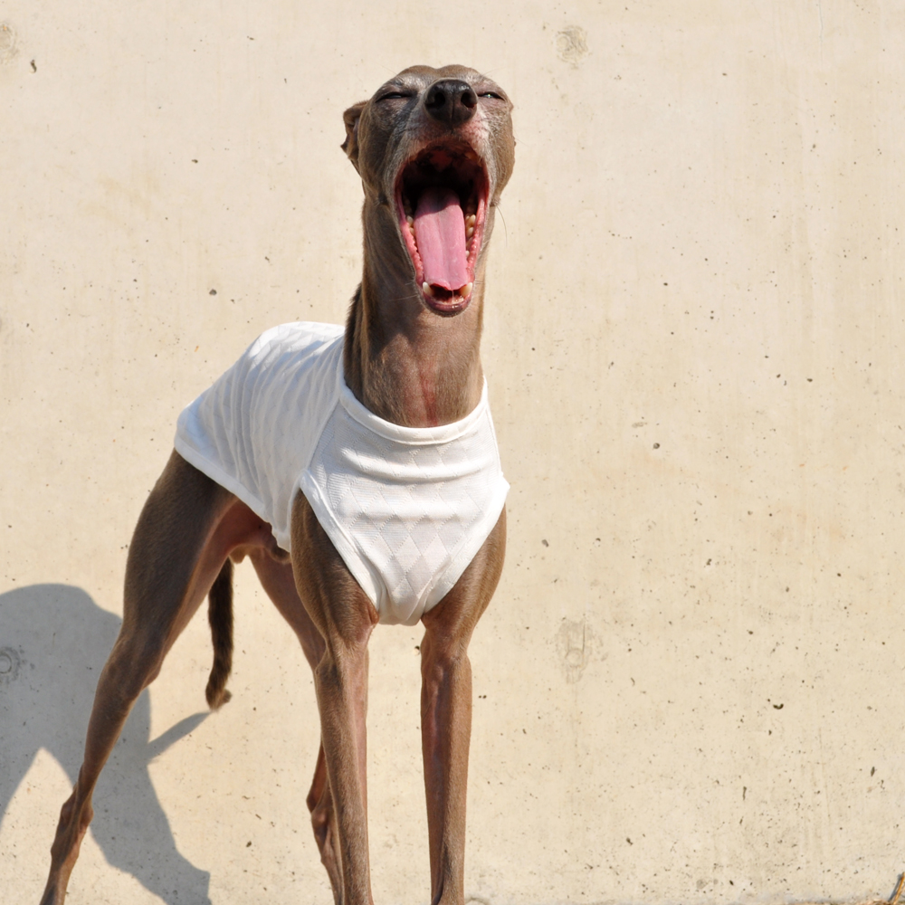 犬服|上品な日本製アーガイルニット|選べる4タイプ×4カラー(ホワイト/ネイビー/グリーン/オレンジ)