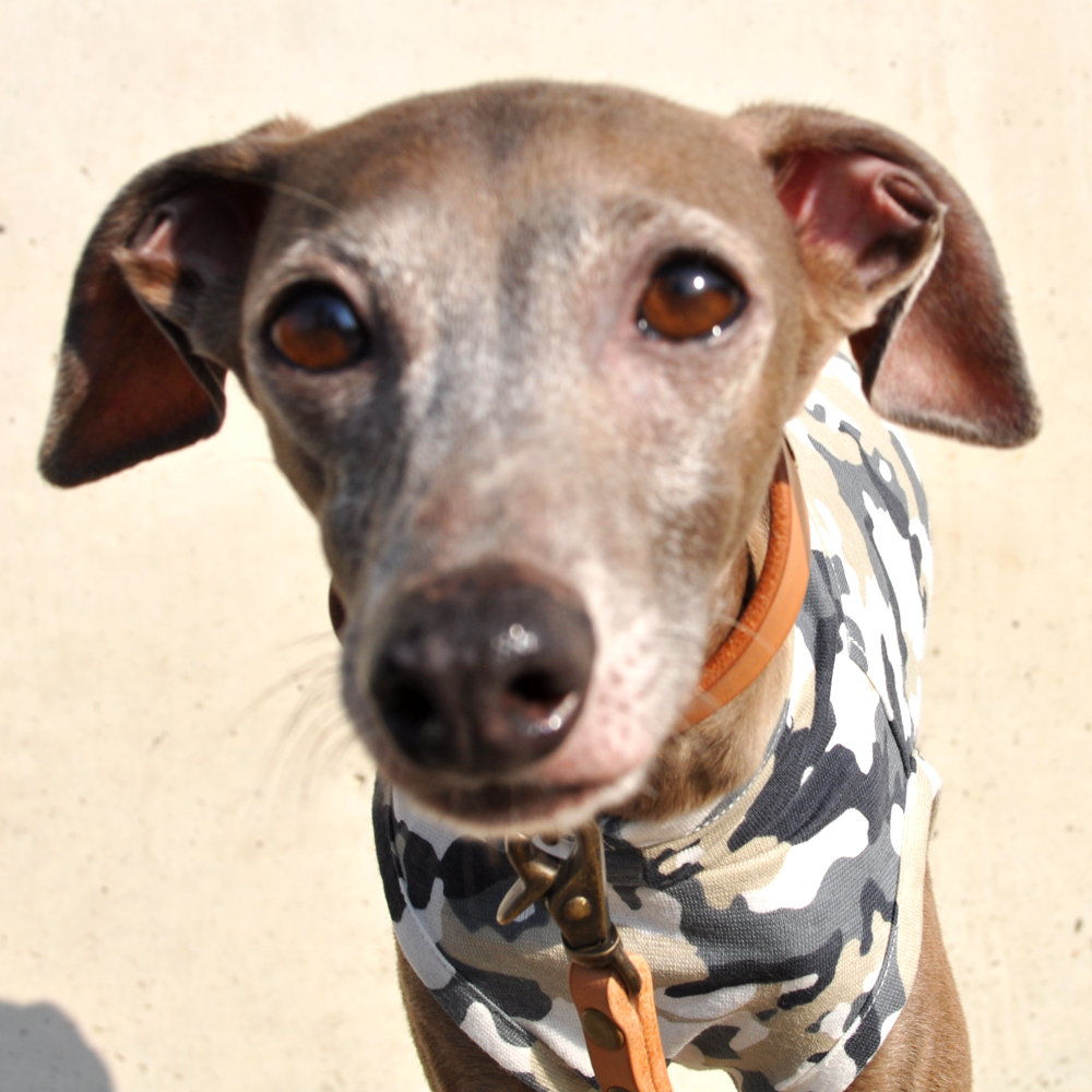 犬服|Friendly Camouflage|日本製天竺迷彩|選べる4タイプ