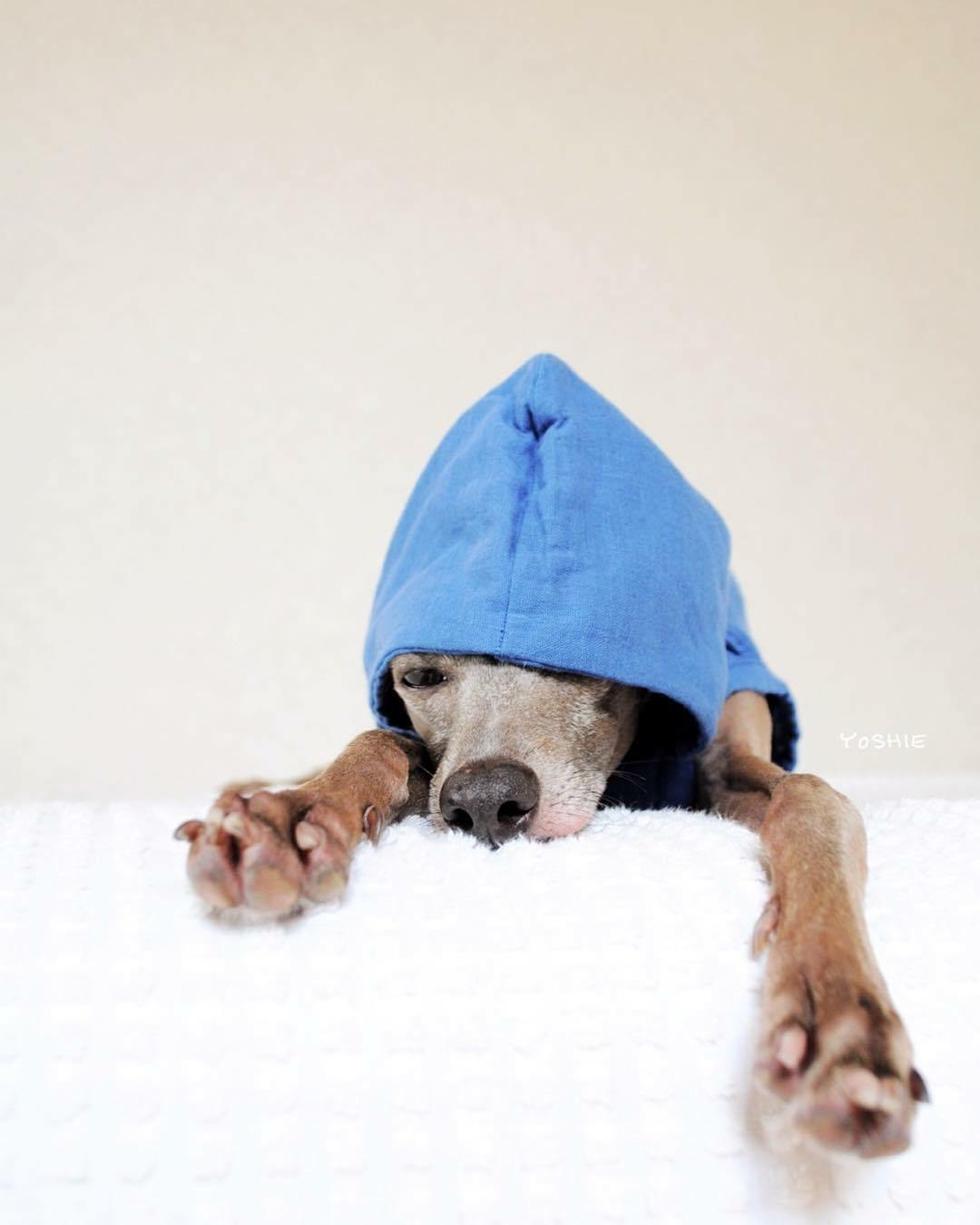 イタグレ服｜Summer Style｜日本製コットンダブルガーゼ｜選べる３カラー（Pink/Blue/Green）