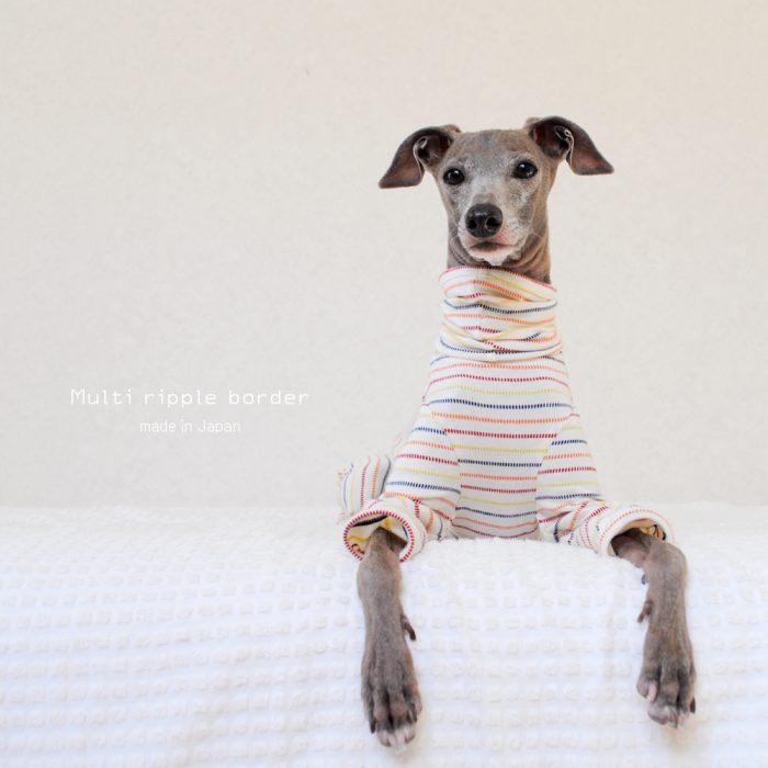 秋って何を着ればいいの？４色のボーダーラインが可愛い犬服