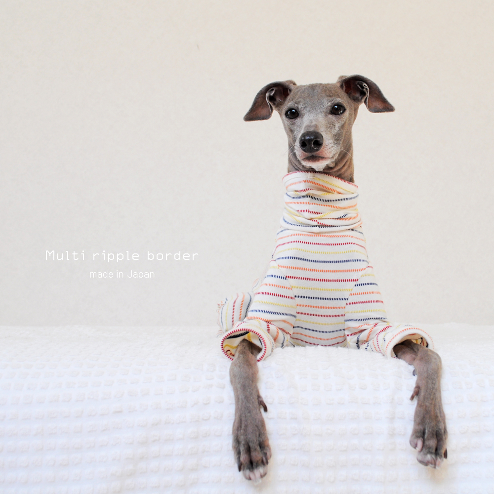 秋って何を着ればいいの？４色のボーダーラインが可愛い犬服