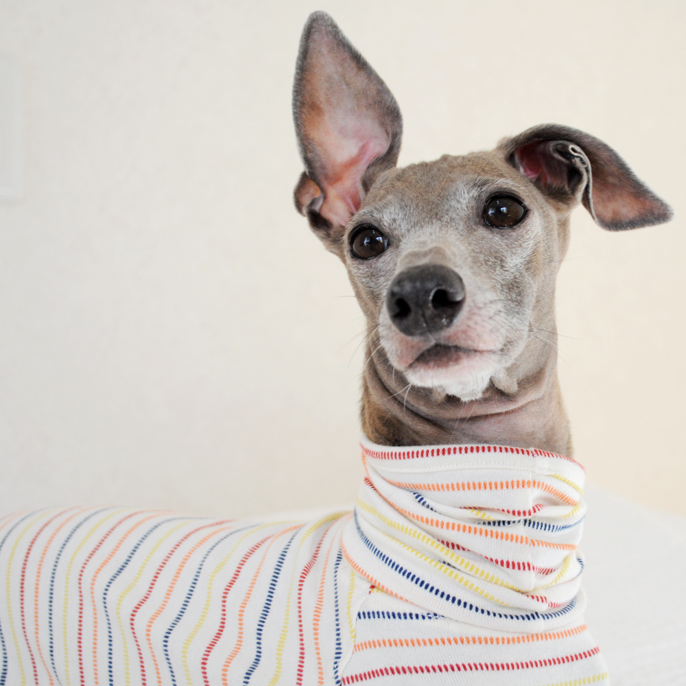 秋って何を着ればいいの？４色のボーダーラインが可愛い犬服