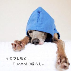 イタグレ服とBuono!の暮らし｜Italian Greyhound Buono!