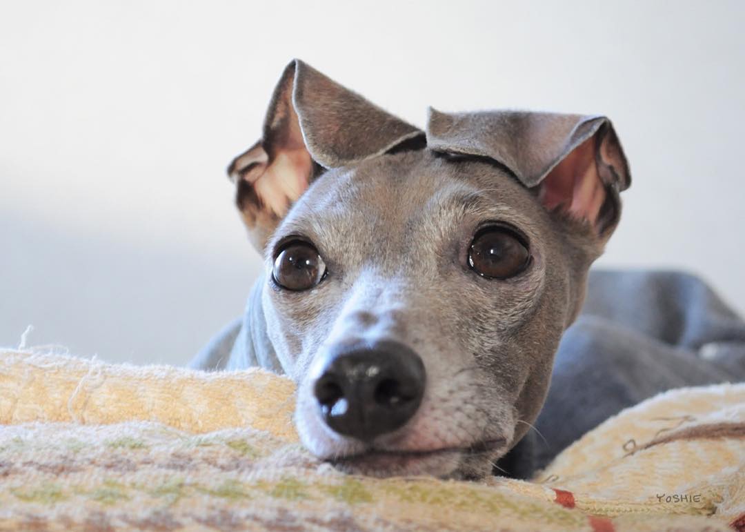 イタグレ体重記録：毎週水曜日に体重を測り続けるたった1つの大切な理由